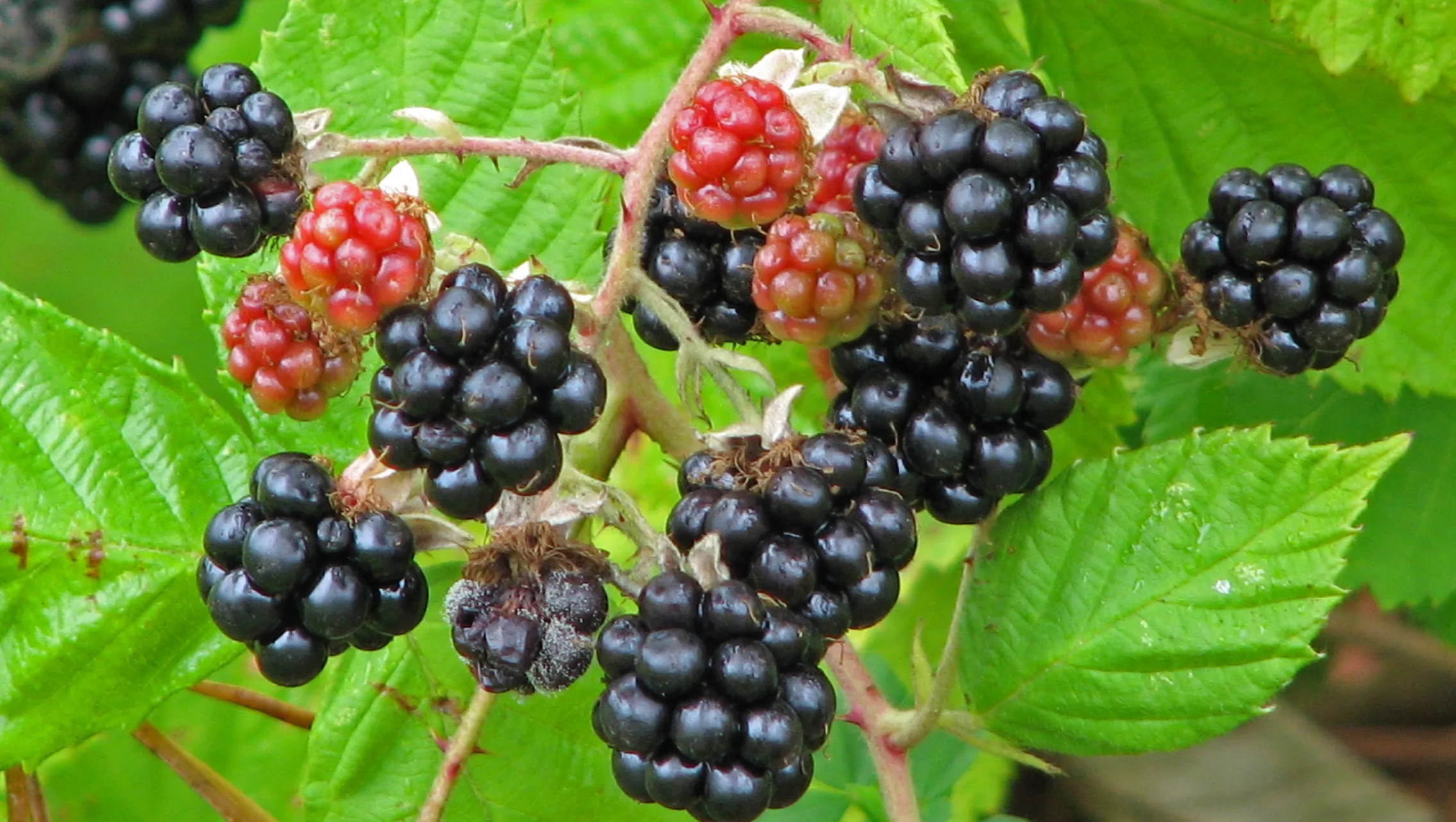 blackberries